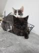 Katzen junges rasse bombay und mischling
