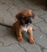 Cairn Terrier - Cavalier Edelmischlinge