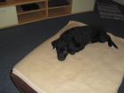 Süsser golden retriever mix welpe