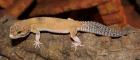 Leopardgeckos abzugeben in Hamburg