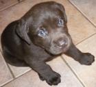 Brauner Labradorwelpe Rüde abzugeben