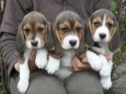 Dringend - echt süsse Beagle Welpe suchen neue Zuhause -