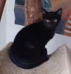 Nero sucht dringend ein Zuhause aus dem Tierschutz / gechipt geimpft kastri