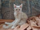 Typvolle süße Maine Coon Kitten suchen Dich