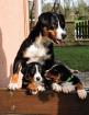 Appenzeller Sennenhund FCI Welpen