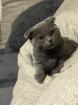 Scottish Fold bkh Katze 15. 07. 2022 geboren